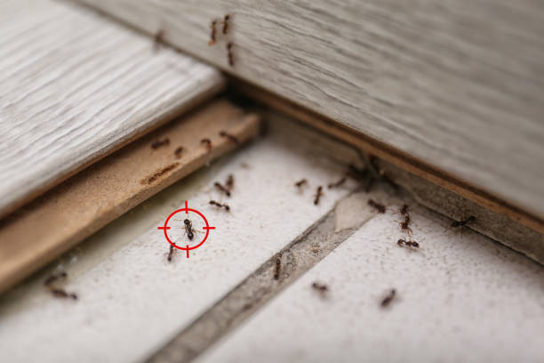 Best Pest Control Near Me in Lackawanna, NY