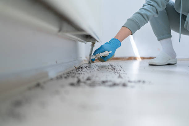 Best Wasp Removal Services  in Lackawanna, NY